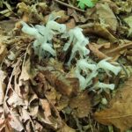 경기도산림환경연구소, 도내 ‘도립공원 희귀식물’ 책자 발간